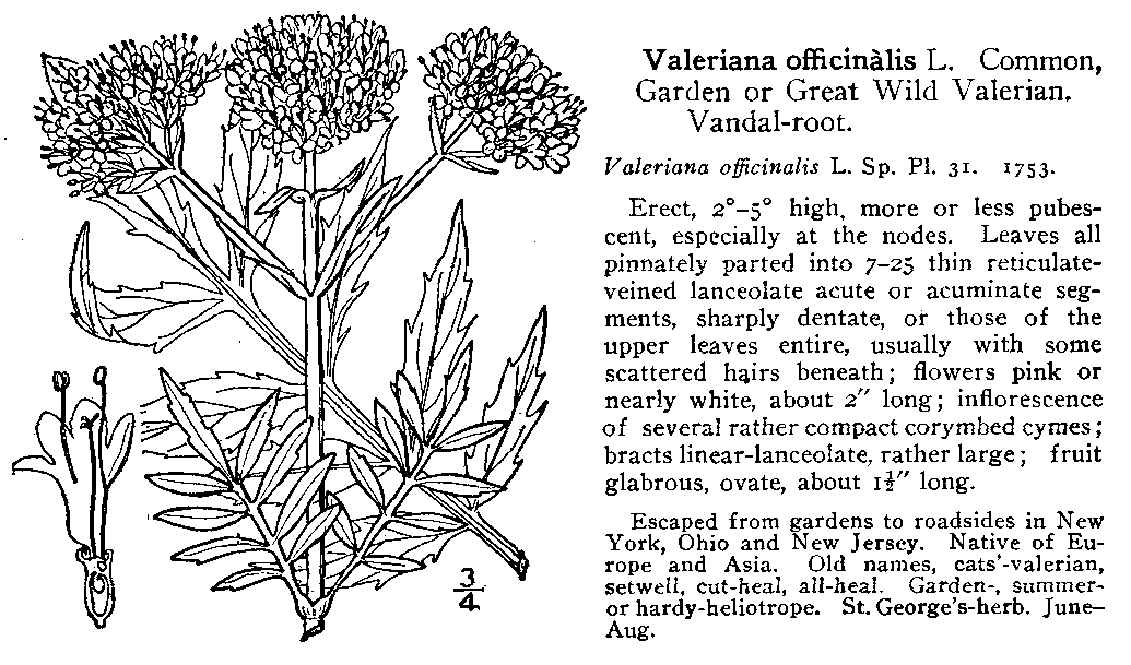 Andreas Kelich Enzyklopaedie der Drogen Botanischer Teil Sedativa